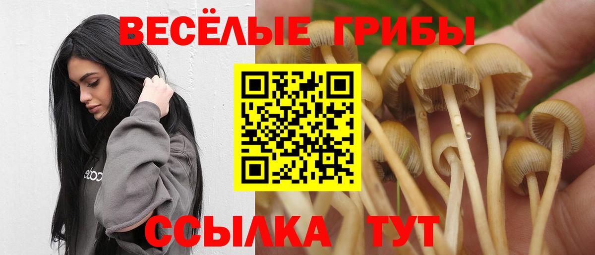 Псилоцибиновые грибы Psilocybine cubensis Михайловка